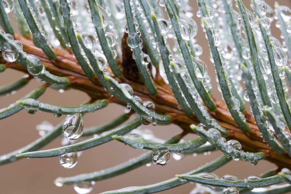 Rain drops on spruce tree bough